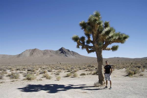 Tourist standing beside a Joshua tree in the desert with arid mountains behind