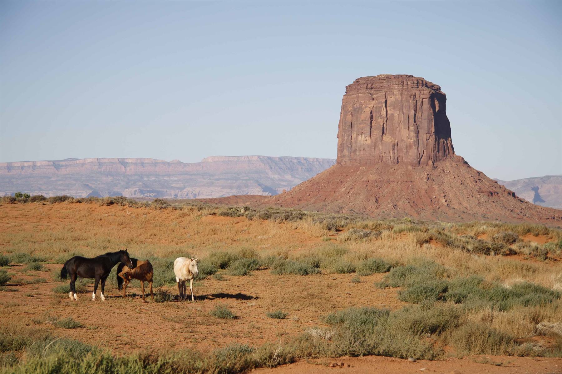 Horses grazing near the sandstone butte of Monument Valley