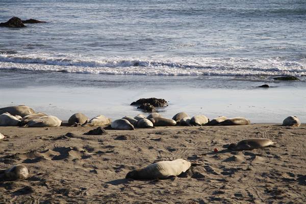 Seals resting on sand near breaking waves, afternoon light