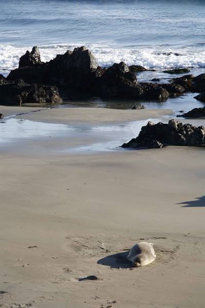 Seal resting on the sand in front of rocks and waves