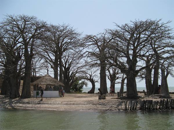 Ancient baobab trees on sandy shore, thatched kiosk and tourists near the water