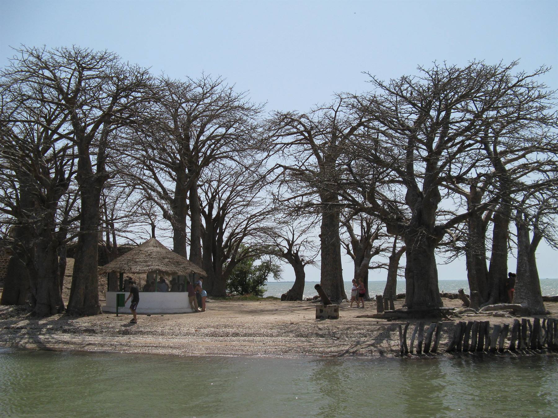 Ancient baobab trees on sandy shore, thatched kiosk and tourists near the water
