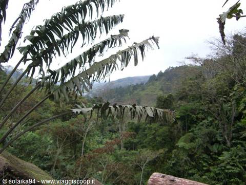 Ranomafana Park, view from the 'Domain Nature'