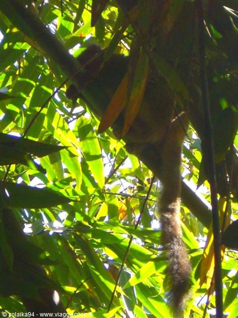 Ranomafana Park, lemur