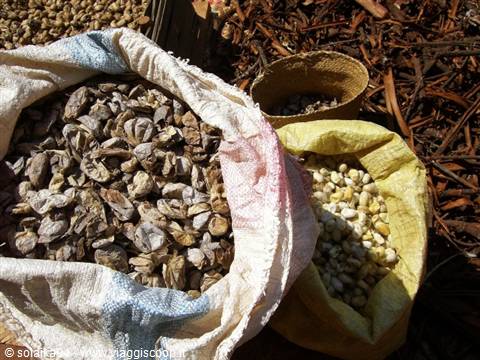 Raw silk processing