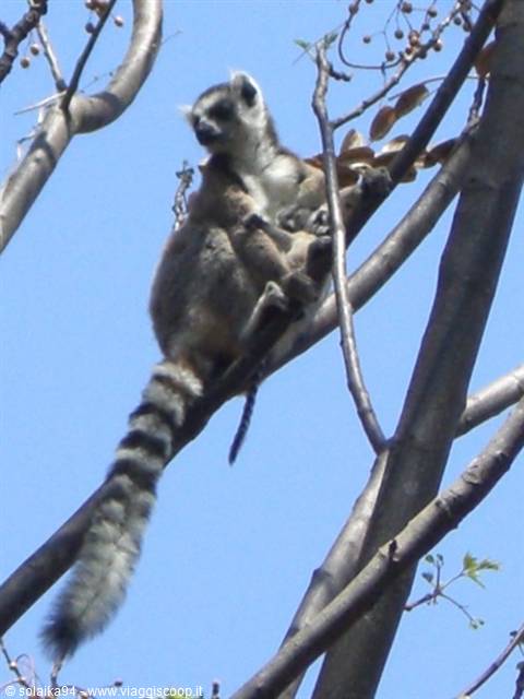 Anja Park Catta lemur