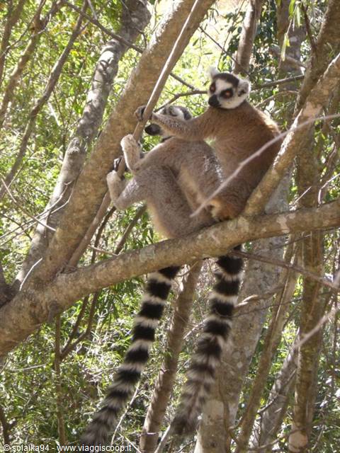 Isalo Park, pair of lemurs