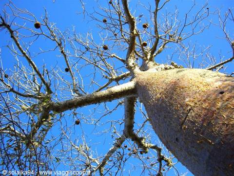 Ifaty, baobab garden