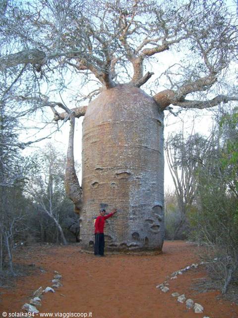 Ifaty, baobab garden