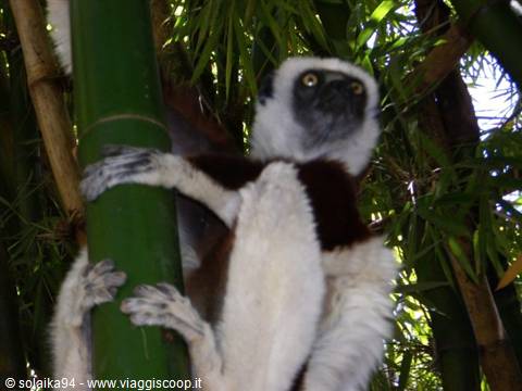 Lemurs Park, Sifaka