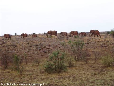 Elephants in a row