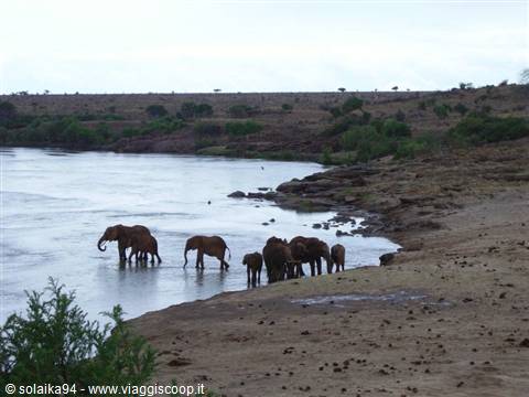 Elephants in the water
