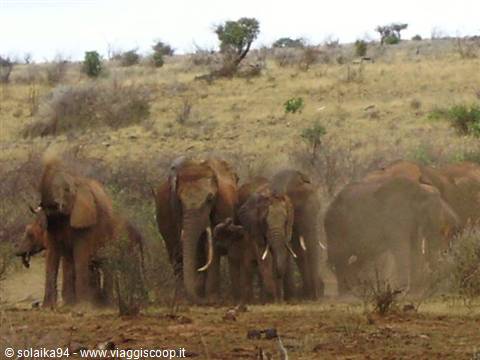 African elephants
