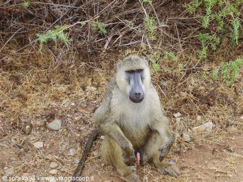 Baboon