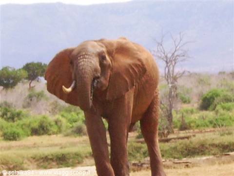 Tented camp