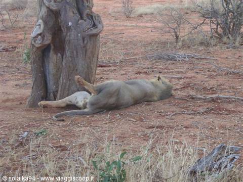 The king of the savannah