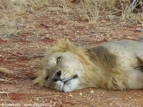 The king asleep