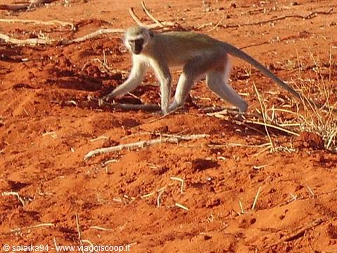 Monkey on savannah ground