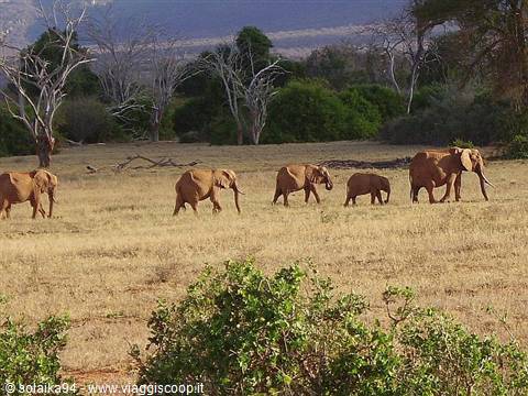 Elephants in the grassland