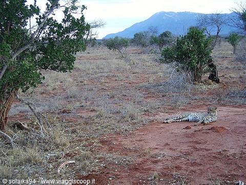 Cheetah