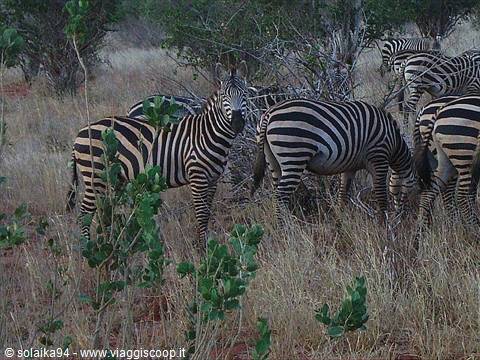 Watched by the zebras