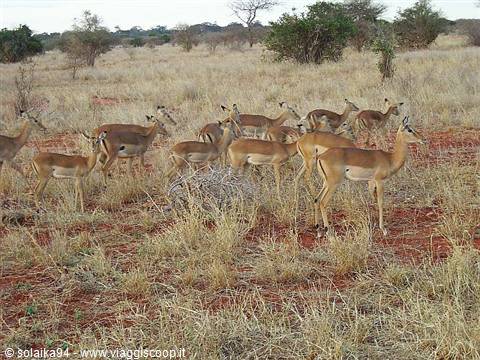 Gazelles