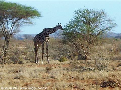The giraffe