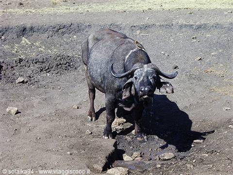 The bison and the little bird