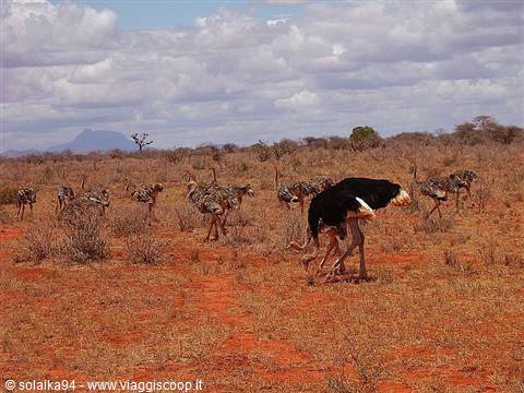 The ostrich family