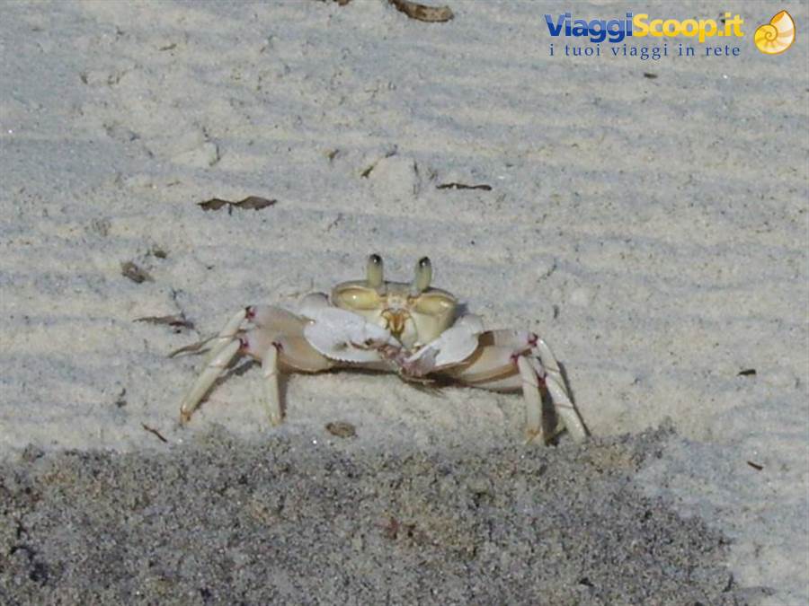 Little crab of Watamu
