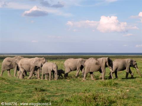 Amboseli elephants