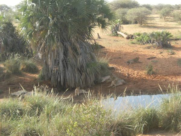 lionesses resting