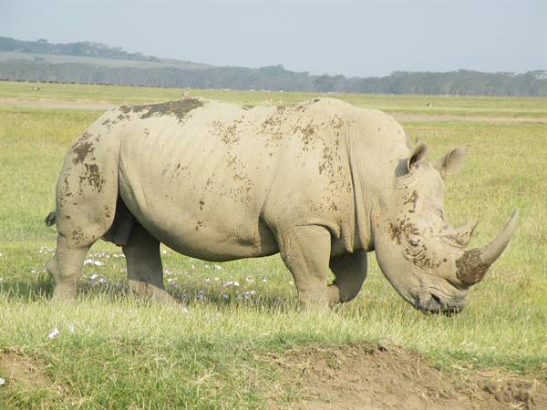 WHITE RHINO