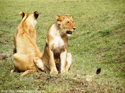 LIONESSES