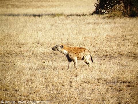 hyena