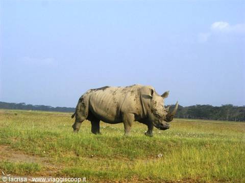 rhinoceros