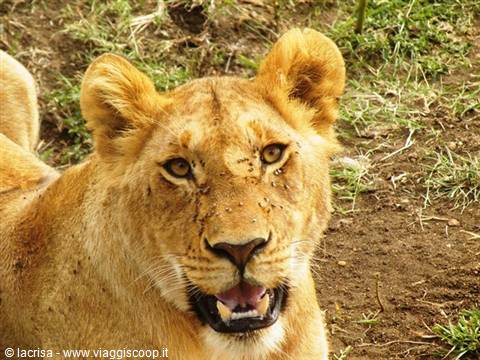 YELLOW EYES THAT ENCHANT