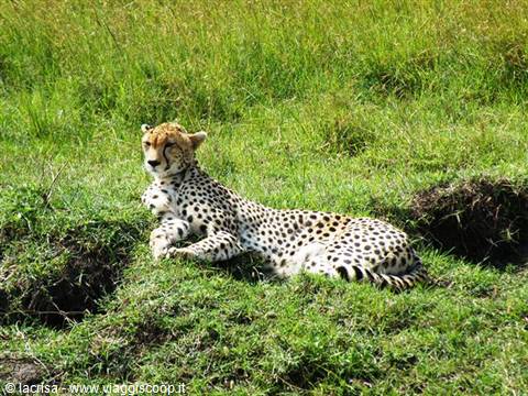 SIESTA IN THE SAVANNA