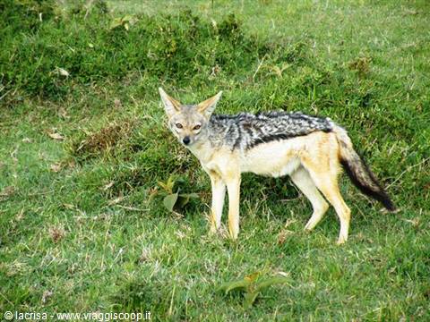 jackal