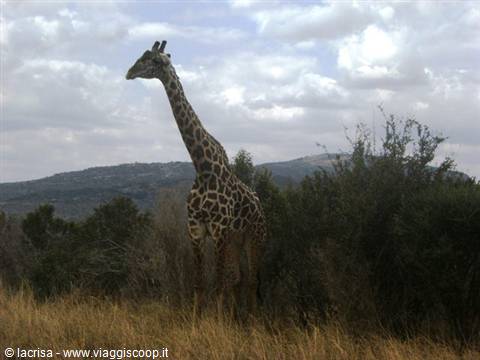 the long neck