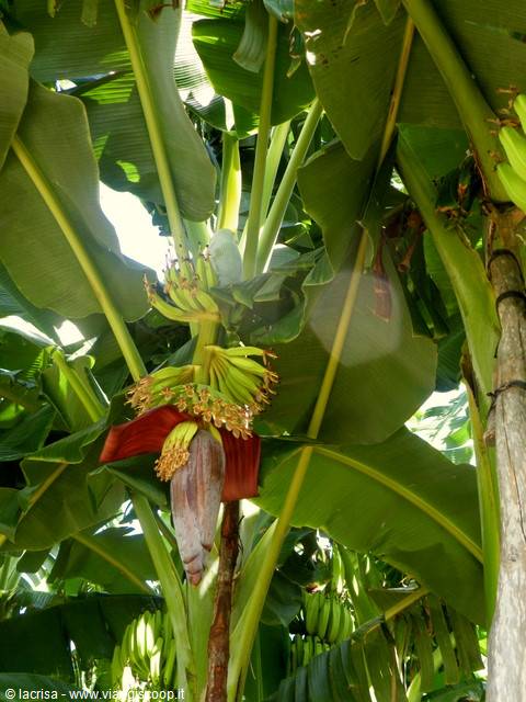 banana flower