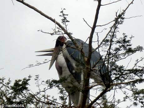 Marabu' at Jambo Lodge