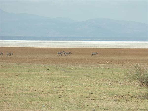 Shore of Lake Manyara