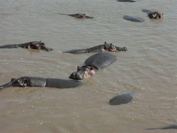 Hippos