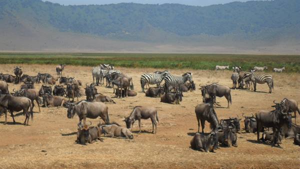 Zebras and wildebeest