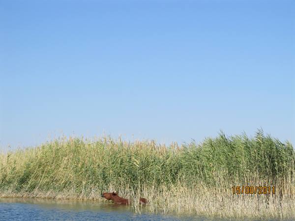 A brown horse swims in the water among tall green reeds under blue sky