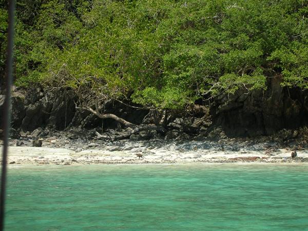 The monkeys' beach