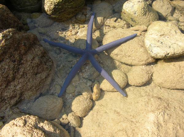 Starfish at Ya Nui
