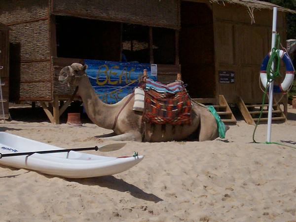 Saddled camel lying on the sand in front of a wooden hut, beside a white kayak