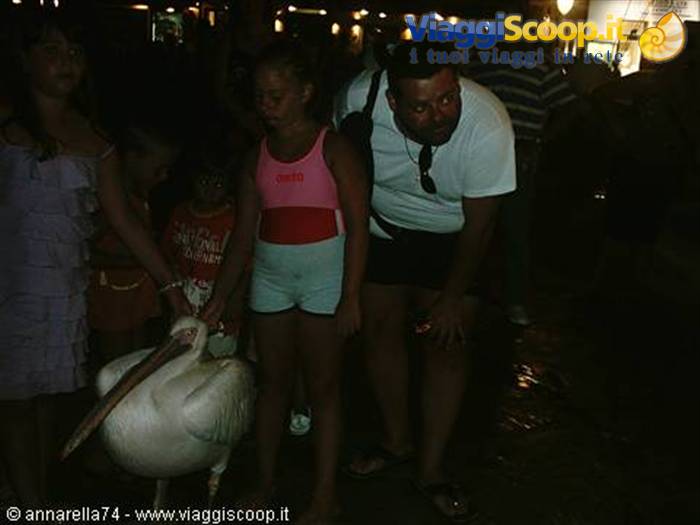 Girl and tourist petting a large white pelican on a street at night